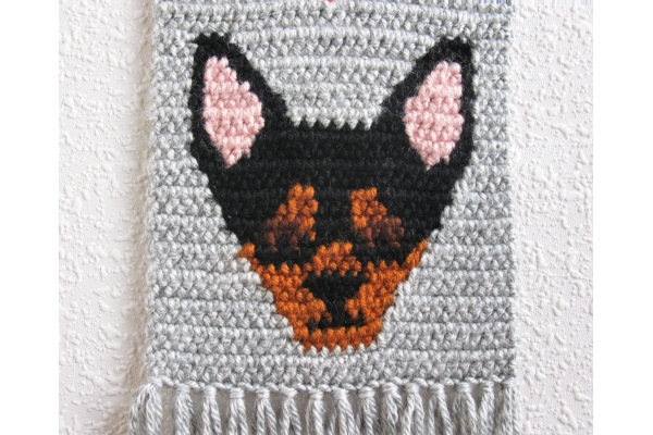 chihuahua close up