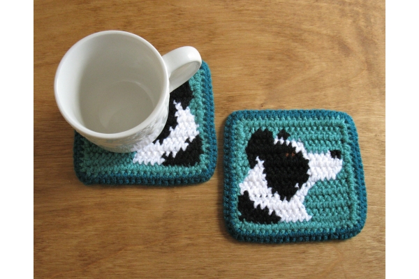 teal border collies