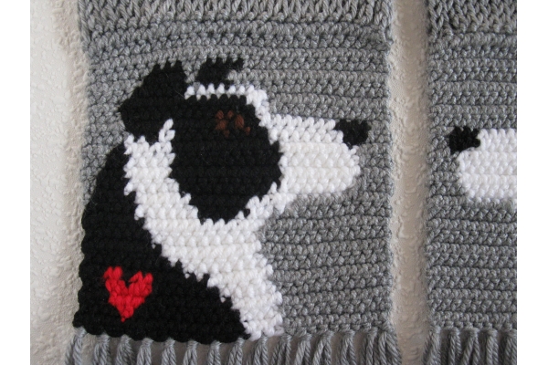 border collie close up