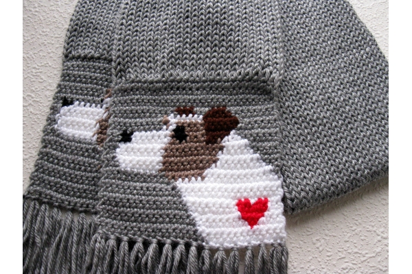 jack russell terrier