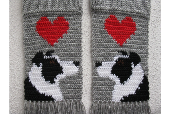 black and white border collies