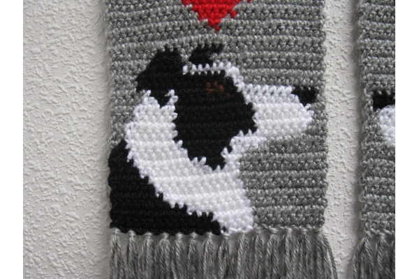 close up border collie
