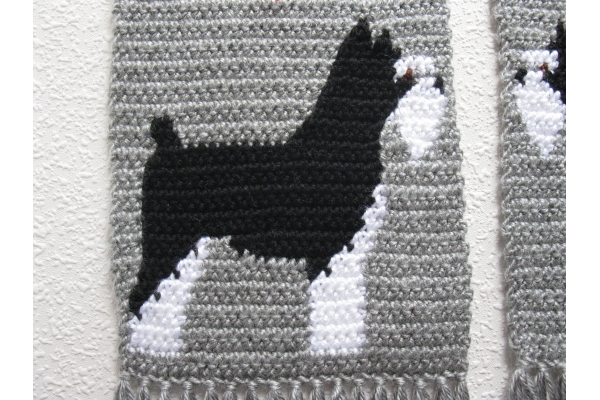 close up schnauzer