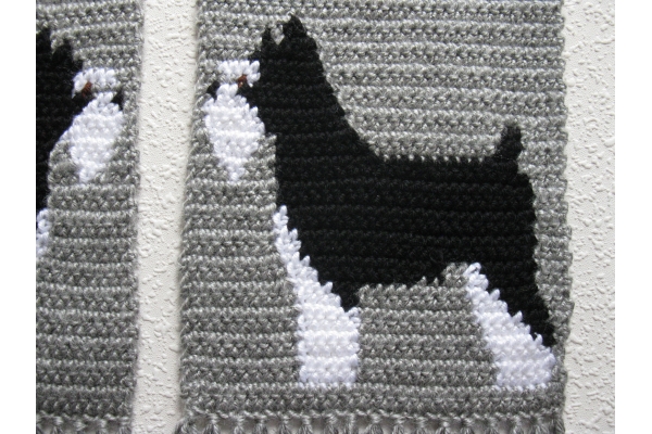 black and white schnauzer dog