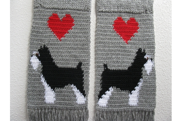 reverse schnauzer dogs