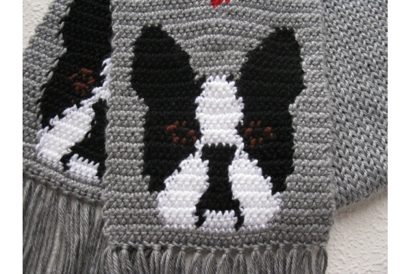 Boston terrier