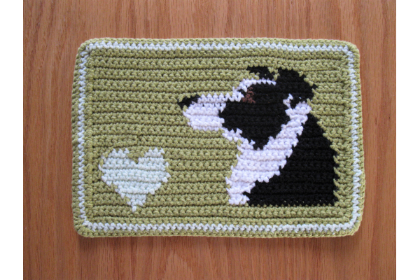 cute border collie