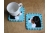 Bernese mountain dog coasters