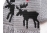moose silhouette close up