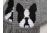 Boston terrier