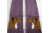sheltie dogs