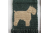bouvier dog