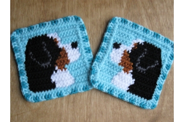 Bernese Mountain Dogs