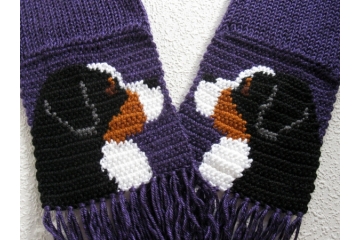 Bernese Mountain Dog